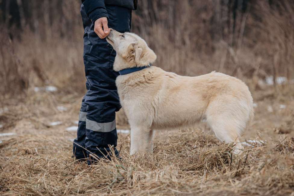 Собаки в Москве: Компаньон Девочка, Бесплатно - фото 9