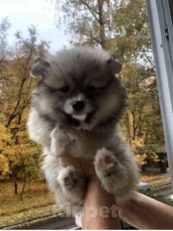 Собаки в Химках: Девочки  активные, игривые, шкодницы Девочка, 35 000 руб. - фото 5