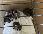 Кошки в Москве: Котята в добрые руки Девочка, Бесплатно - фото 2