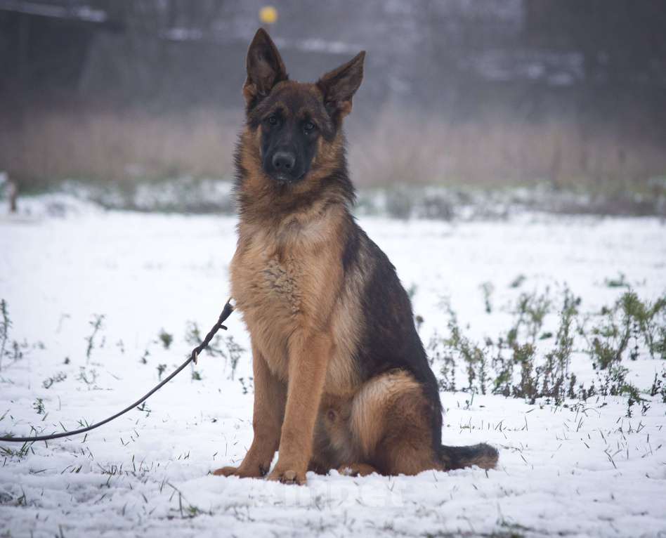 Собаки в Ейске: В продаже эксклюзивно Зонарный подросток  Мальчик, 35 000 руб. - фото 3