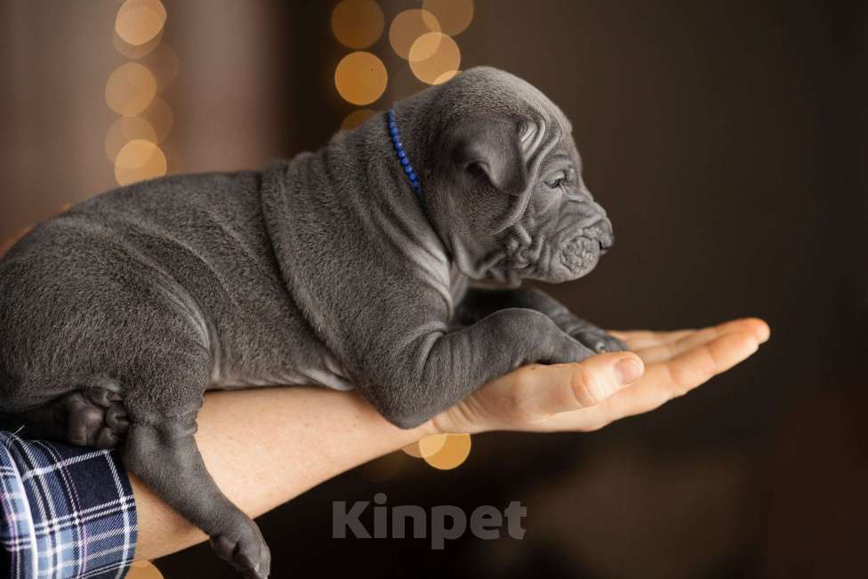 Собаки в Санкт-Петербурге: Тайский риджбек. Щенок Мальчик, 140 000 руб. - фото 4