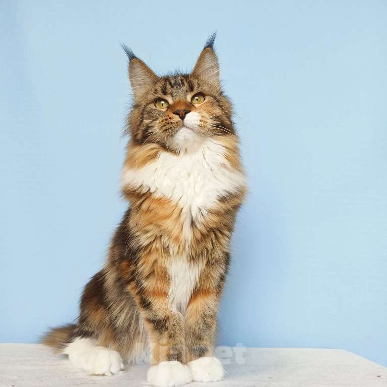 Кошки в Москве: Котята Мейн-Кун из питомника Девочка Девочка, 37 000 руб. - фото 5