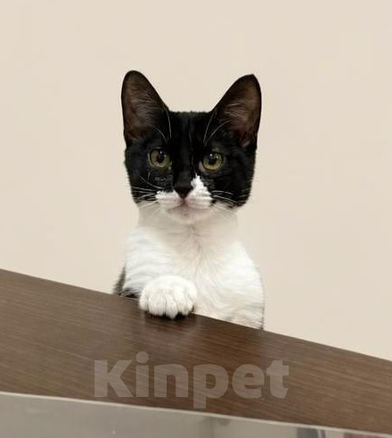 Кошки в Санкт-Петербурге: Крендель - ласковый котенок в добрые руки. бесплатно Мальчик, Бесплатно - фото 3