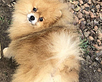 Собаки в Ижевске: Вязка, 3 000 руб. - фото 1