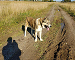Собаки в Кохме: С.А.О вязка, 1 руб. - фото 1