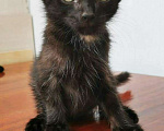 Кошки в Новосибирске: Черные котята, Бесплатно - фото 2