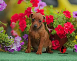 Собаки в Геленджике: Щенок Цвергпинчера, 20 000 руб. - фото 1