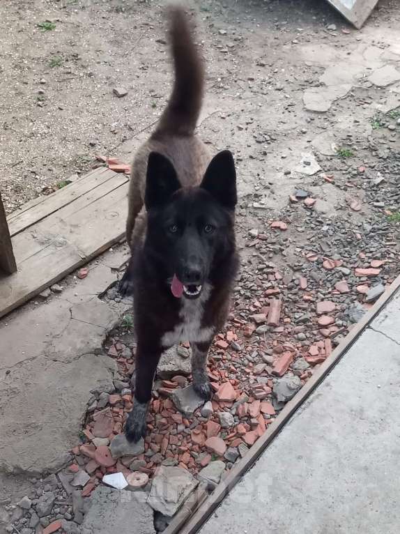 Собаки в Ростове-на-Дону: Пропала черная крупная собака по кличке Джесси на Калинина Девочка, 1 500 руб. - фото 3