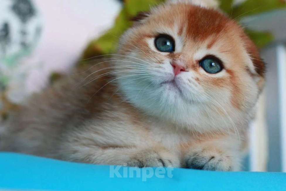 Кошки в Москве: Золотая шиншилла с документами  Девочка, 40 000 руб. - фото 7