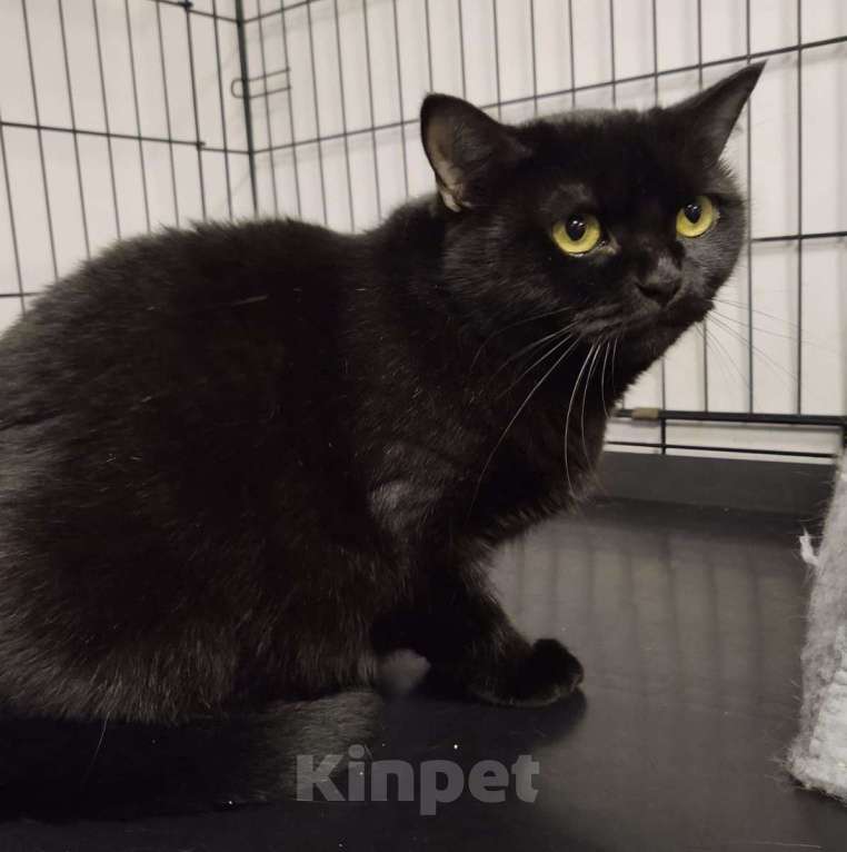 Кошки в Москве: Домашняя кошечка живет взаперти 💔  Девочка, Бесплатно - фото 5