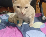 Кошки в Кургане: Отдам шотландского котенка  Мальчик, Бесплатно - фото 2