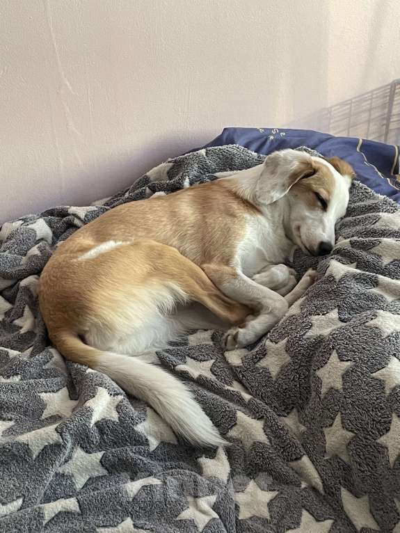 Собаки в Мурином: Собака в добрые руки Девочка, Бесплатно - фото 3