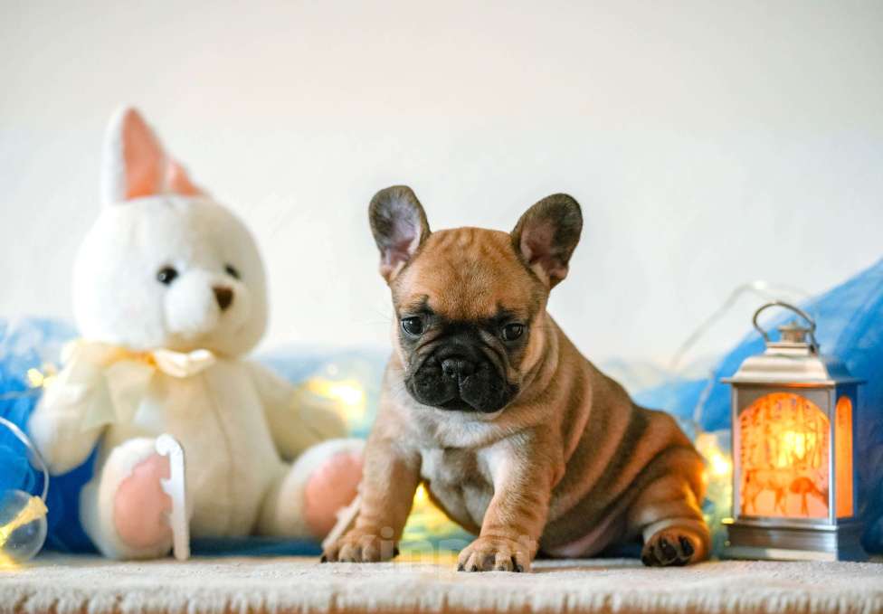 Собаки в Новосибирске: Предлагается к бронированию и дальнейшей продаже щенок французского бульдога: девочка Девочка, Бесплатно - фото 1