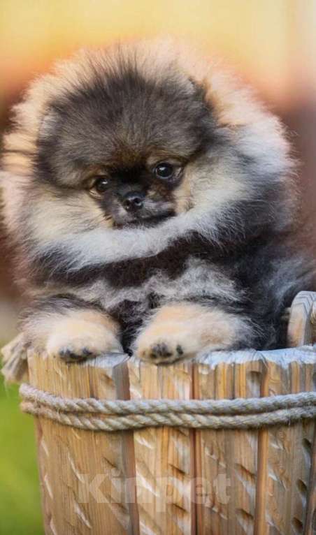 Собаки в Долгопрудном: Щенки померанского шпица Мальчик, 95 000 руб. - фото 3