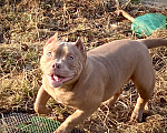 Собаки в Домодедово: Американский булли покет щенок Девочка, 100 000 руб. - фото 3