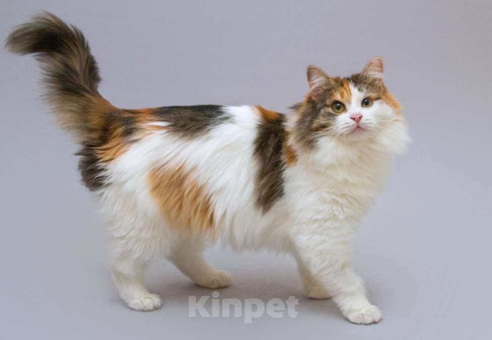 Кошки в Москве: Сибирская трехцветная кошка Липа в добрые руки Девочка, 1 руб. - фото 4