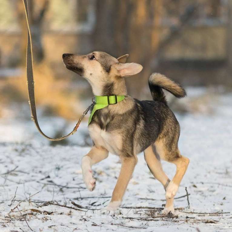 Собаки в Москве: Ищете верного друга и компаньона для всей семьи? Девочка, Бесплатно - фото 7