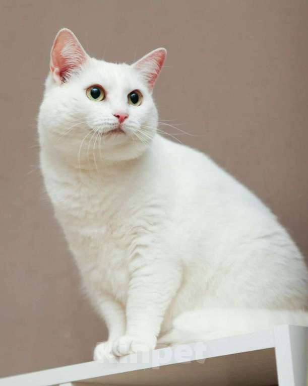 Кошки в Москве: Былла ищет дом Девочка, Бесплатно - фото 2