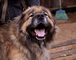 Собаки в Видном: Кавказец Кагыр, 3 года Мальчик, Бесплатно - фото 10