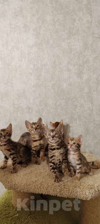 Кошки в Санкт-Петербурге: Бенгальские малыши Девочка, 25 000 руб. - фото 2