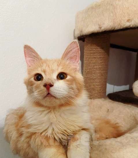 Кошки в Москве: Рыжий пушистый кот Иртыш — метис мейн-куна в дар Мальчик, 1 руб. - фото 2