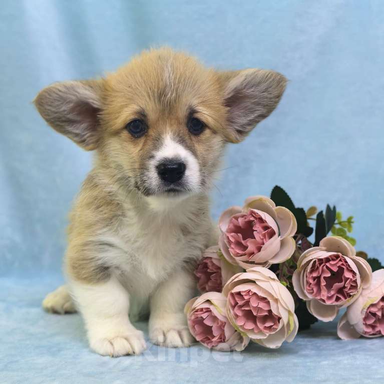 Собаки в Москве: Вельш корги пемброк девочка Девочка, 60 000 руб. - фото 8