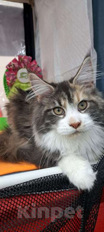 Кошки в Москве: Маленькие рыси Девочка, 90 000 руб. - фото 5