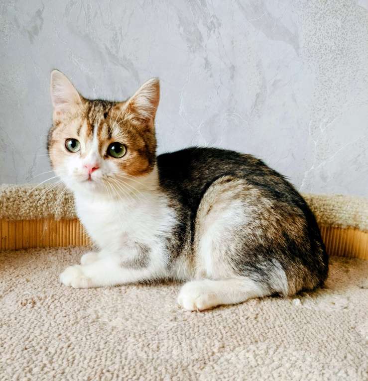 Кошки в Воронеже: Британская девочка Девочка, 25 000 руб. - фото 4