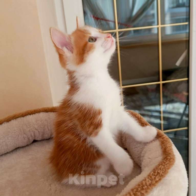 Кошки в Геленджике: Котенок курильского бобтейла Девочка, 25 000 руб. - фото 4