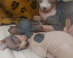 Кошки в Котельнике: Продать котенка  2месяца девочка  Девочка, 15 000 руб. - фото 1