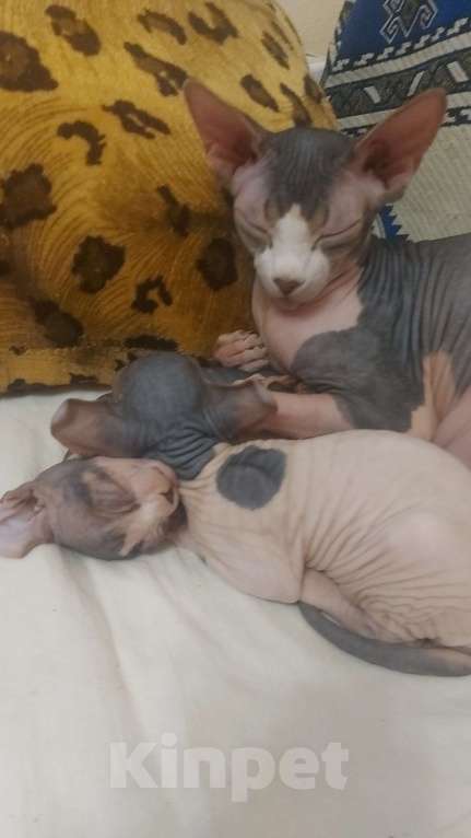 Кошки в Котельнике: Продать котенка  2месяца девочка  Девочка, 15 000 руб. - фото 1