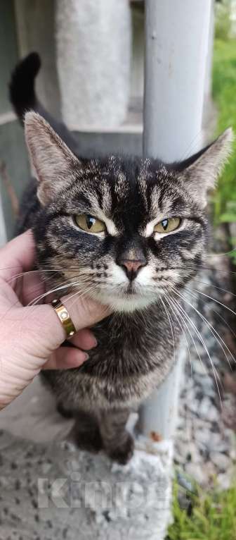 Кошки в Екатеринбурге: Замечена кошечка Девочка, Бесплатно - фото 2