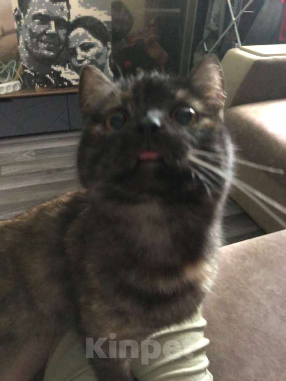 Кошки в Иркутске: Продается кошечка🐾 Девочка, 1 500 руб. - фото 2