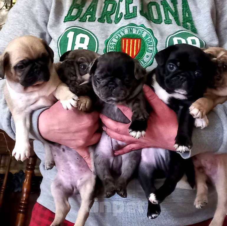 Собаки в Красногорске: Мопсики редких окрасов  Девочка, 70 000 руб. - фото 5