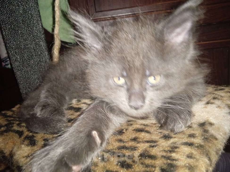 Кошки в Санкт-Петербурге: Продаю котят  Мальчик, 10 000 руб. - фото 2