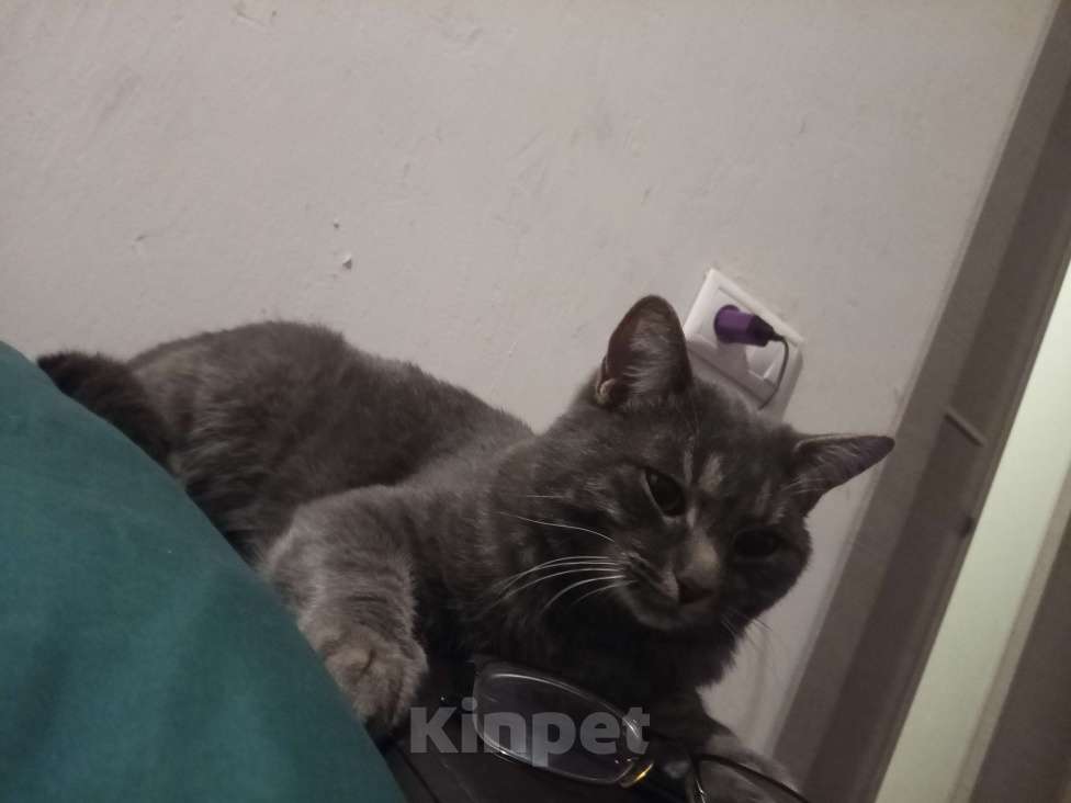 Кошки в Красноярске: Босс Мальчик, 10 руб. - фото 2