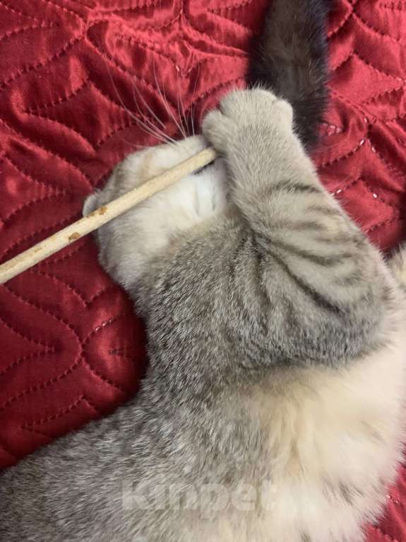 Кошки в Санкт-Петербурге: Шотландская короткошорстная Девочка, 20 000 руб. - фото 3