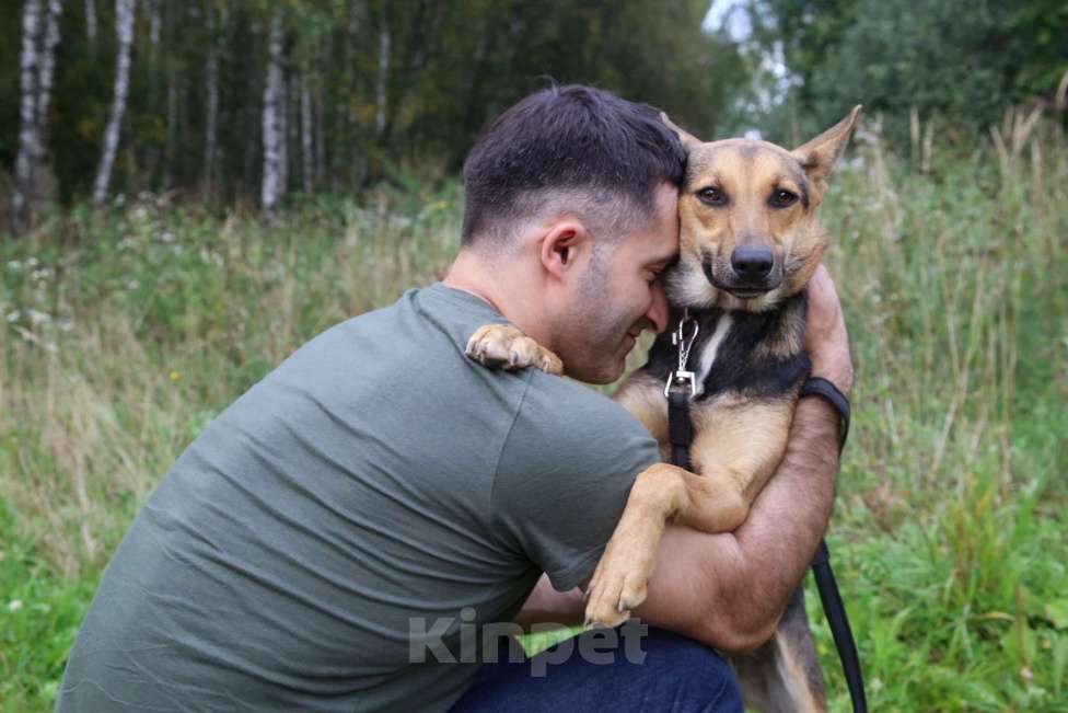 Собаки в Москве: Тиша Девочка, Бесплатно - фото 26