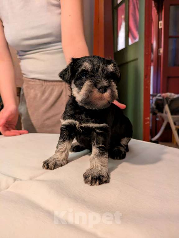 Собаки в Ярославле: Цвергшнауцер черный с серебром Девочка, 50 000 руб. - фото 9