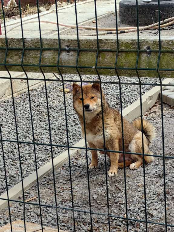 Собаки в других городах Ленинградской области: Потерялась в районе Малого карлино и Красного села СНТ Красногорское  Девочка, Бесплатно - фото 1