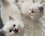 Кошки в Москве: Ragdoll девочки-нестерилизованные Девочка, 100 000 руб. - фото 1