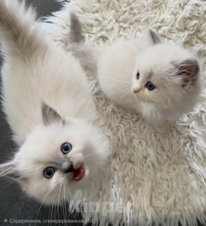 Кошки в Москве: Ragdoll девочки-нестерилизованные Девочка, 100 000 руб. - фото 1
