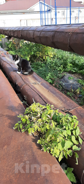 Кошки в Коломне: Пристраивается Девочка, Бесплатно - фото 3