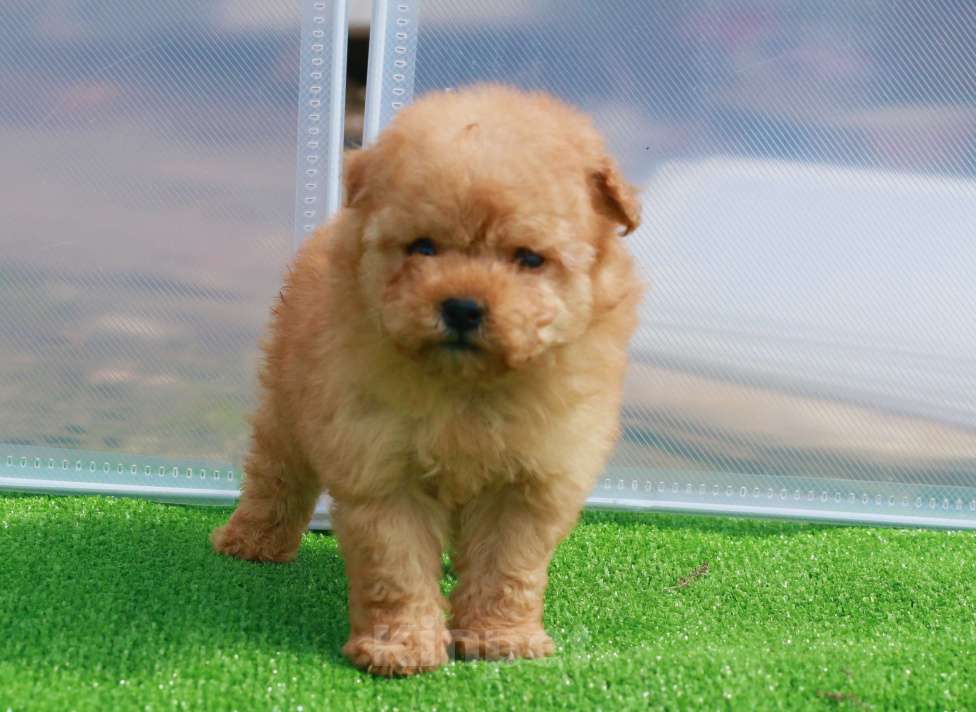 Собаки в Москве: мальтипу щенок мини девочка Девочка, 130 000 руб. - фото 8