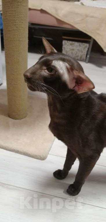 Кошки в Санкт-Петербурге: Кот на вязку Мальчик, 20 000 руб. - фото 1