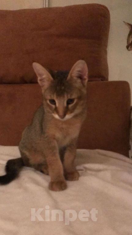 Кошки в Магнитогорске: Своенравная девочка чаузи ф1  Девочка, 65 000 руб. - фото 2