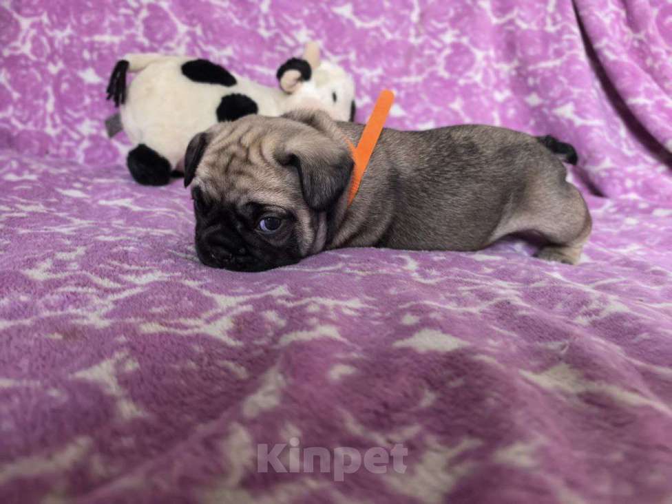 Собаки в Санкт-Петербурге: Французский бульдог Девочка, 60 000 руб. - фото 2