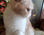 Кошки в Болхове: Персидский котёнок (экзот), 15 000 руб. - фото 5