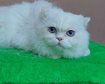 Кошки в Кингисеппе: Котик, 7 000 руб. - фото 1