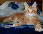 Кошки в Абакане: Котята Мейн-Кун Мальчик, 30 000 руб. - фото 1